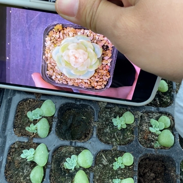 逍遥2叶插苗一个量拍