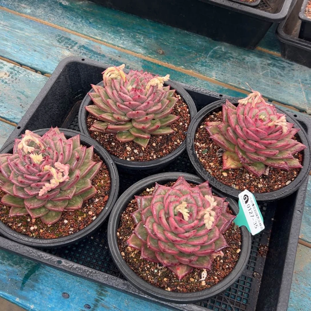 多肉一物一拍0127-35