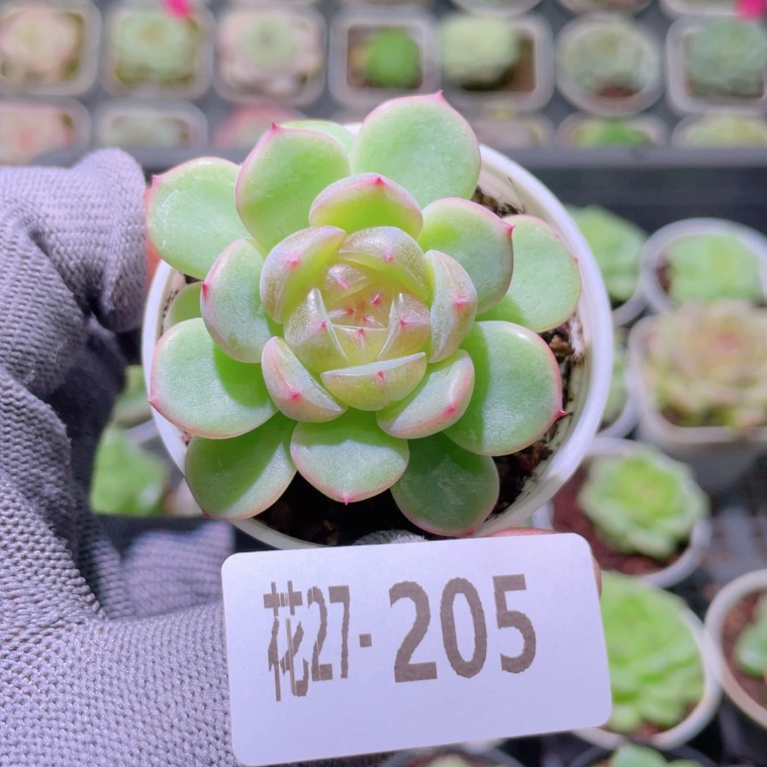 花利美27-205珍妮