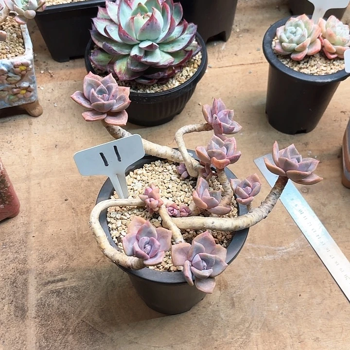 多肉植物，彩虹11号