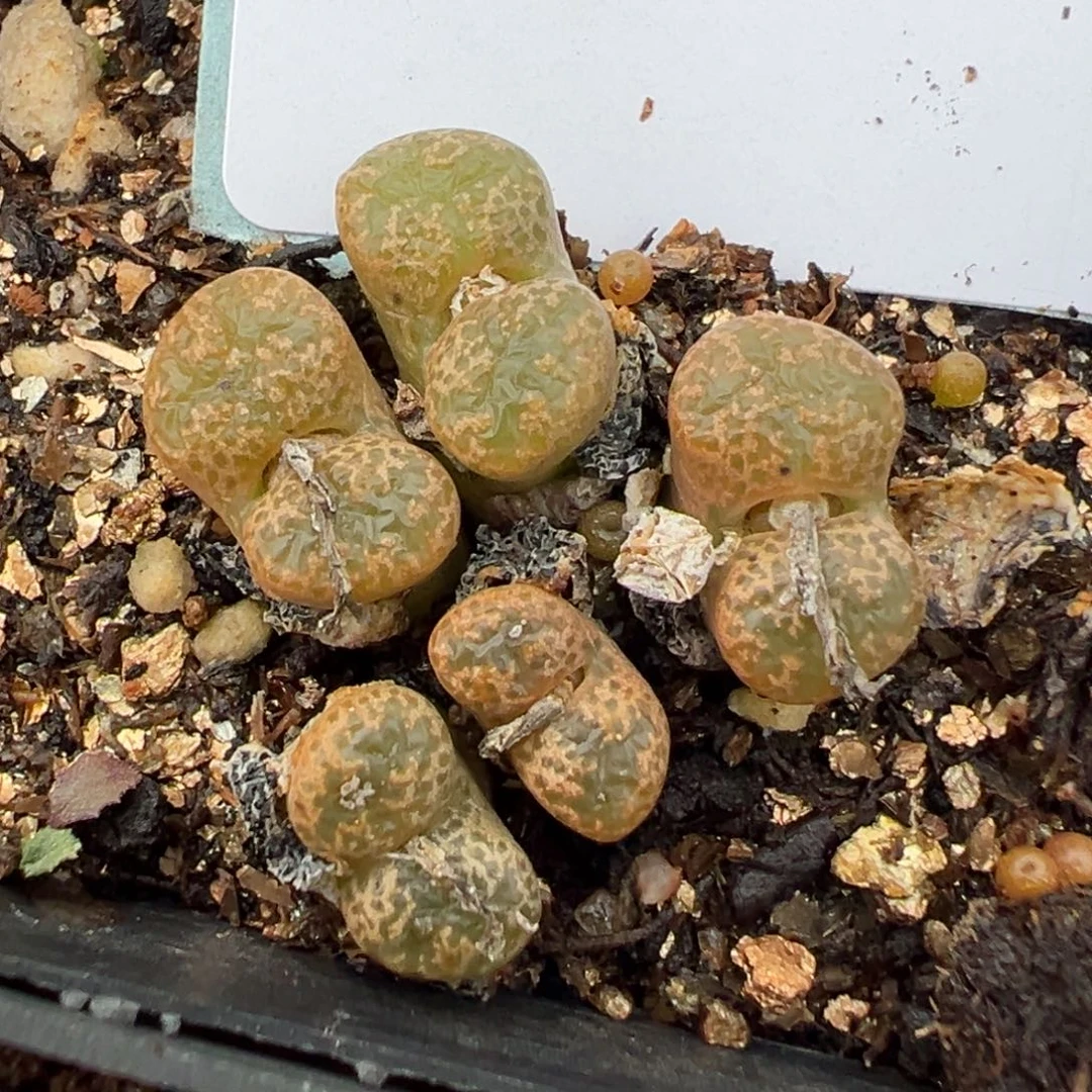 21-55鱼子酱勋章多肉植物