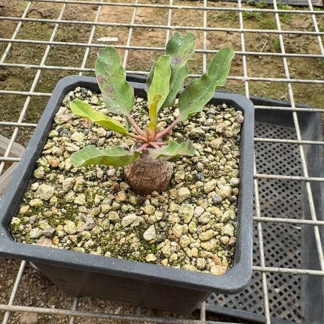 土拨鼠大戟一物一拍多肉