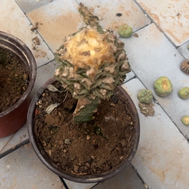 B****e辛顿螺旋寄养发货