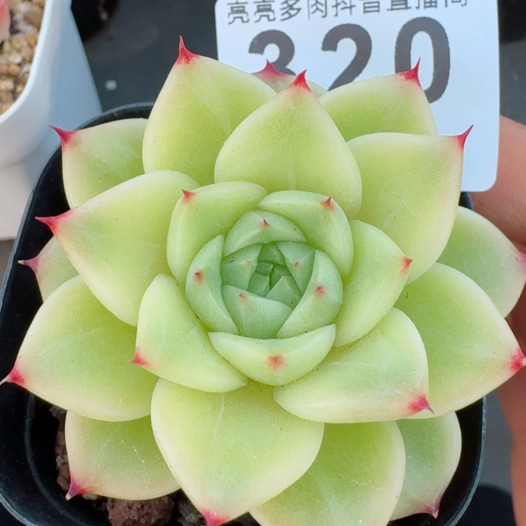 杜若珍妮         多肉植物
