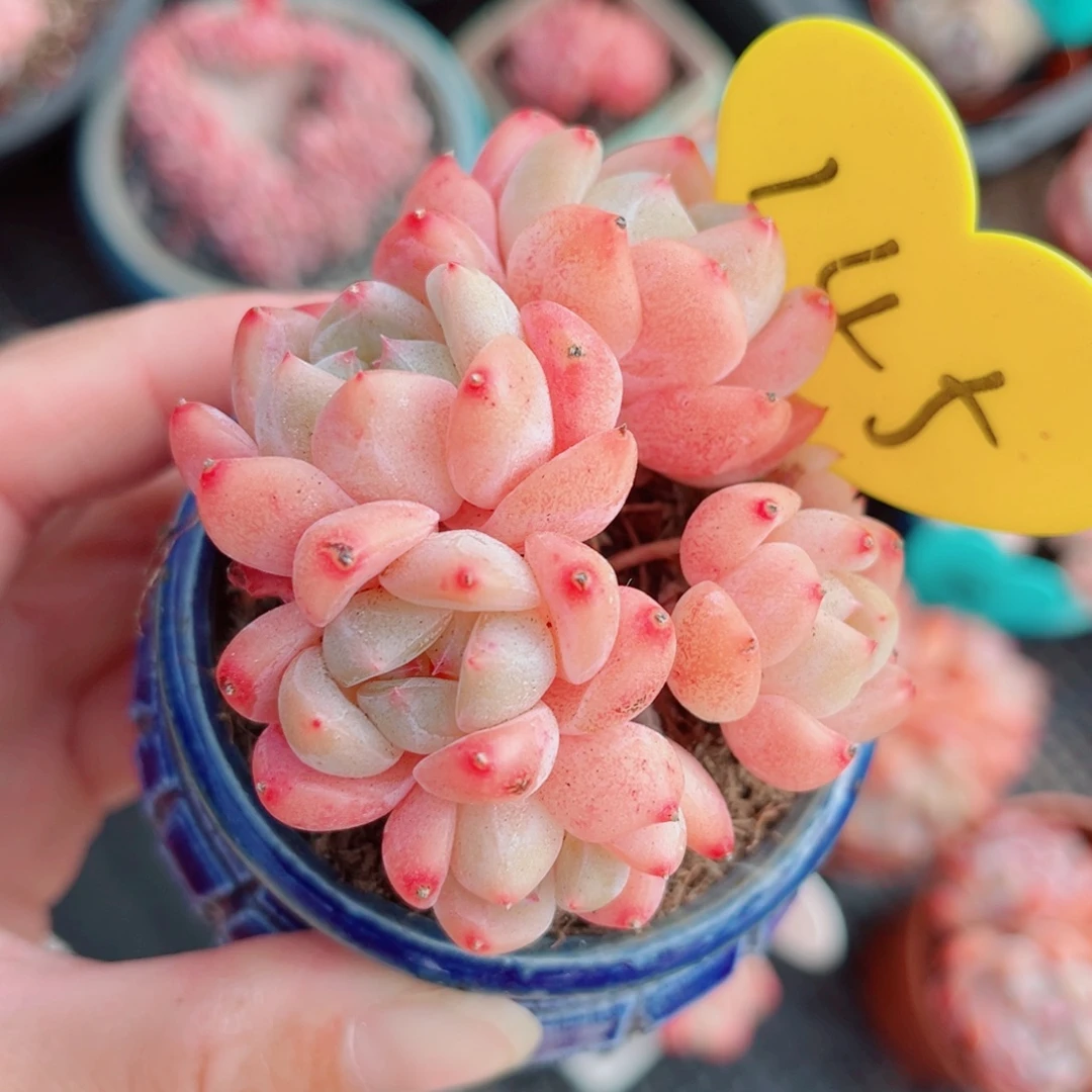 145号小老桩糖心群