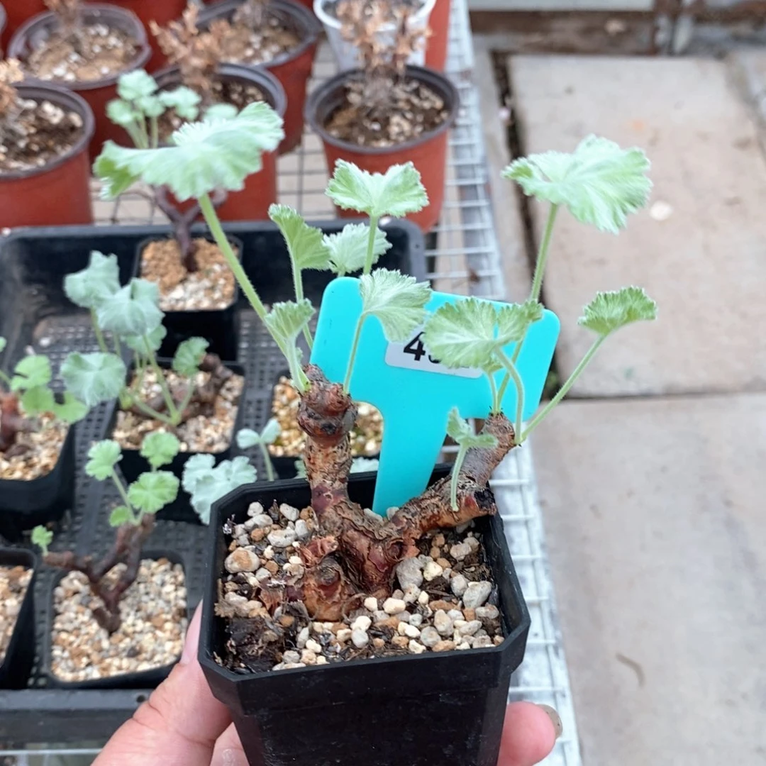 枝干杨奎产地扦插多肉植物