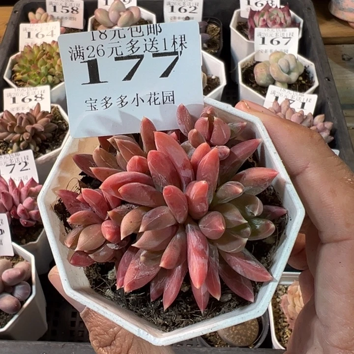 炫彩星群一物一拍多肉满20元包邮