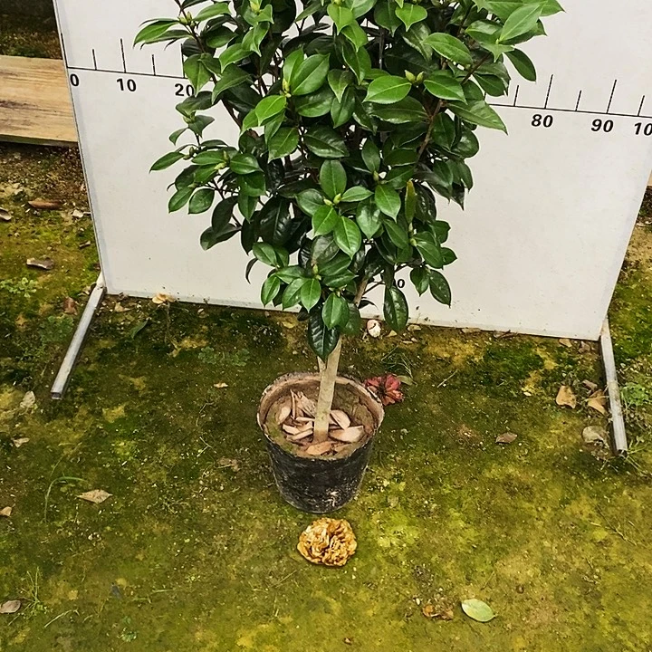 无花朵白瑞奇。