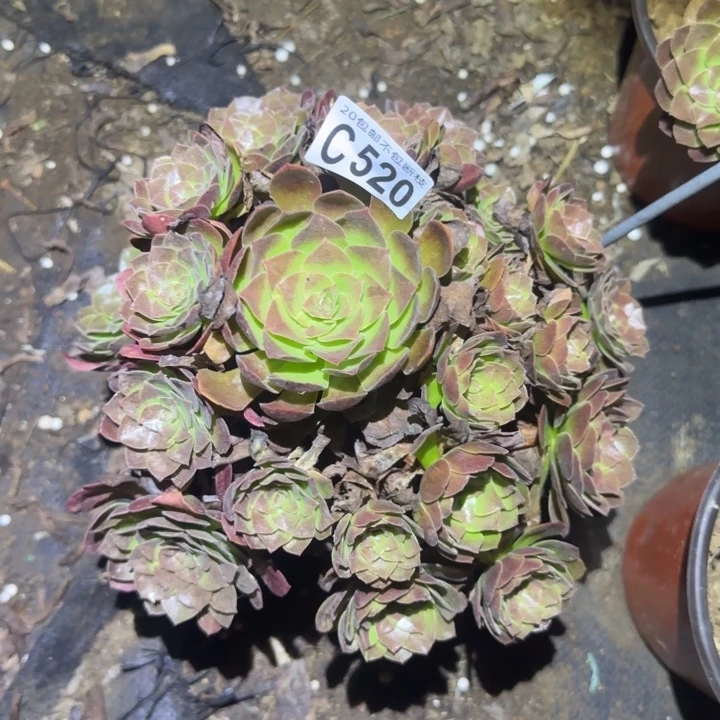 赤焰莲………多肉植物的