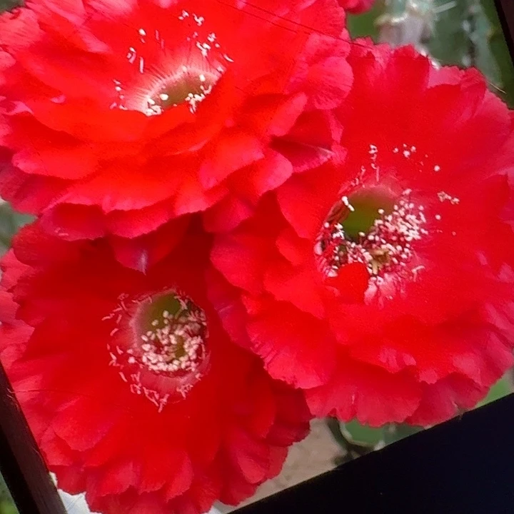 红娇媚侧芽4公分彩草