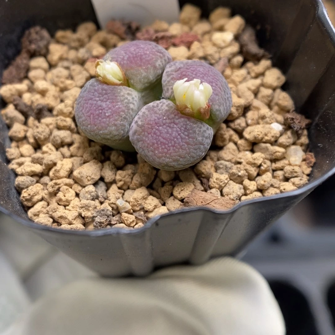 多肉植物肉锥杂交K-3710