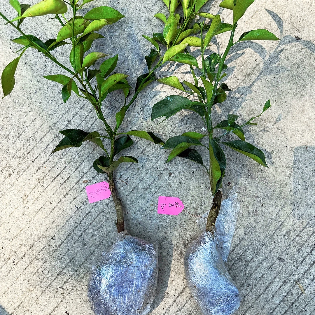 状元红新品种一年裸根苗带泥浆发货根系发达品种纯正墨兰