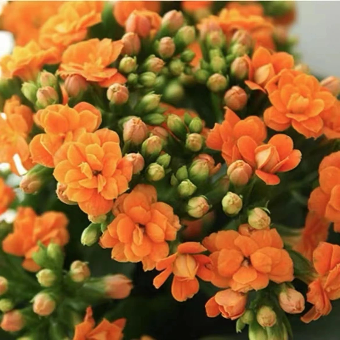 长寿花（安尼斯）110盆