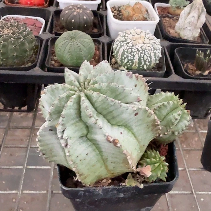 大白衣奎伟玉7仙人球