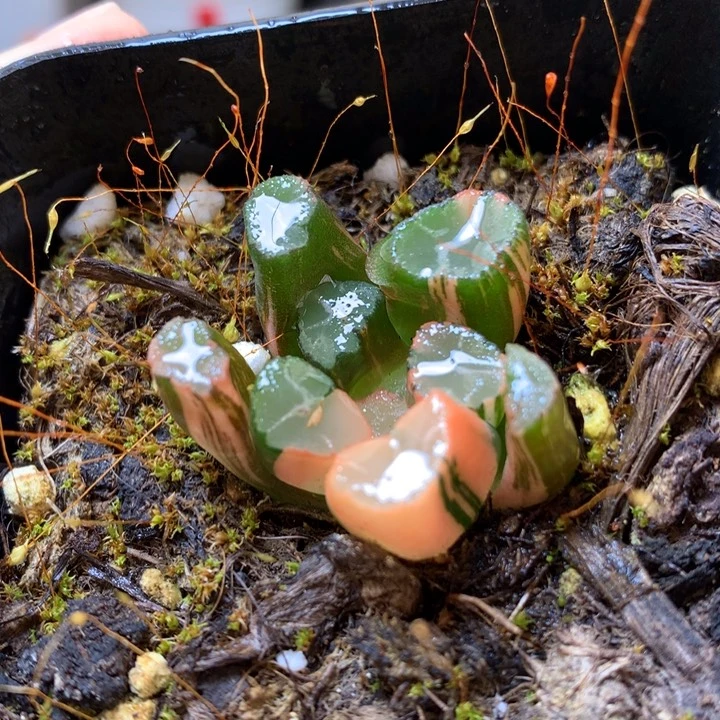 蜘蛛巢万象锦dai er nv t