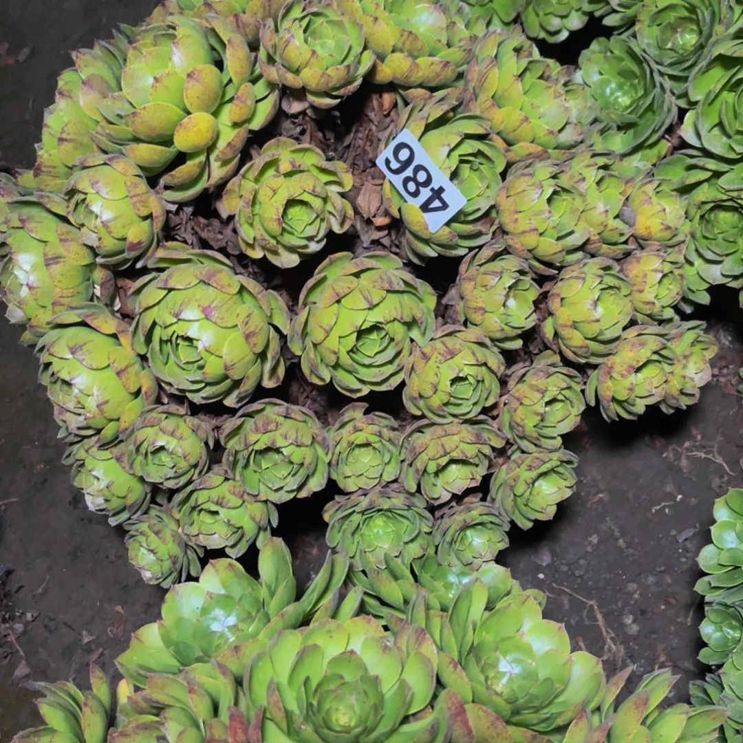 万拉丝14//17包邮