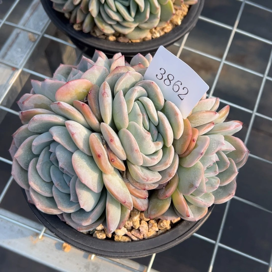 刚****坑3862多肉多多多多多