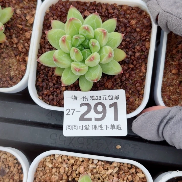 胖体青花瓷无盆土无盆土发货