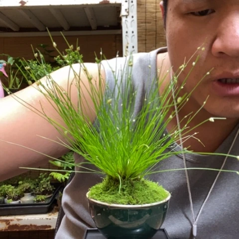 红陶一物一拍所见即所得15