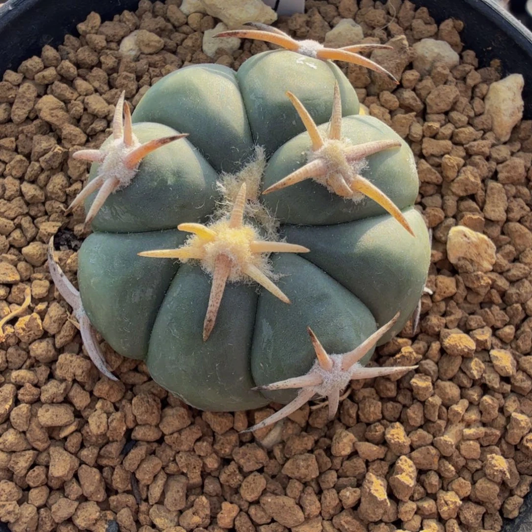 白刺翠平实生小苗
