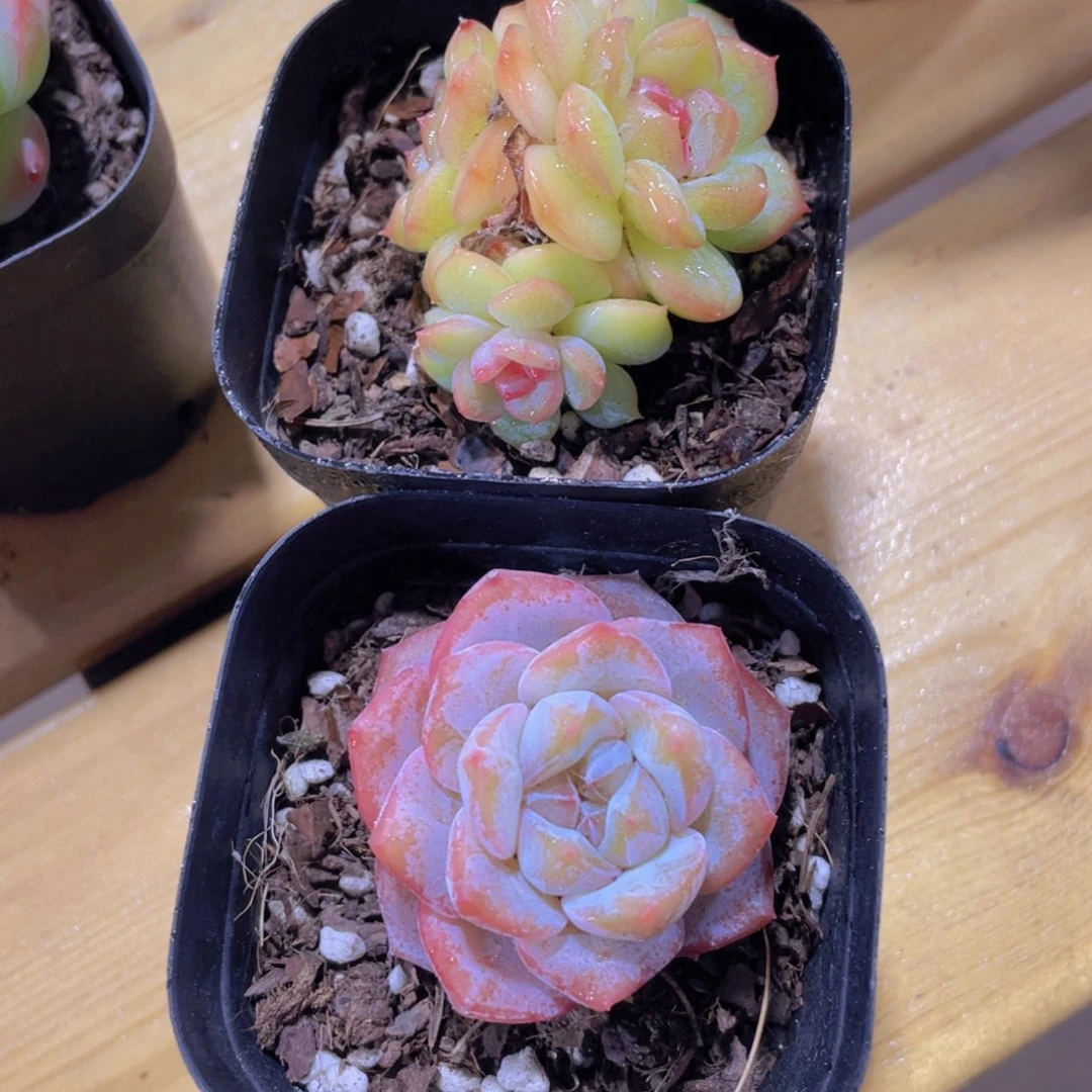 522号 全状态琴心加珍妮