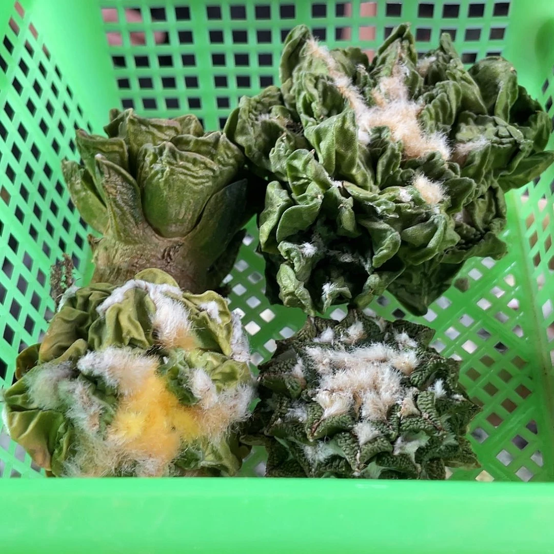 15号酸菜筐拍牡丹无根