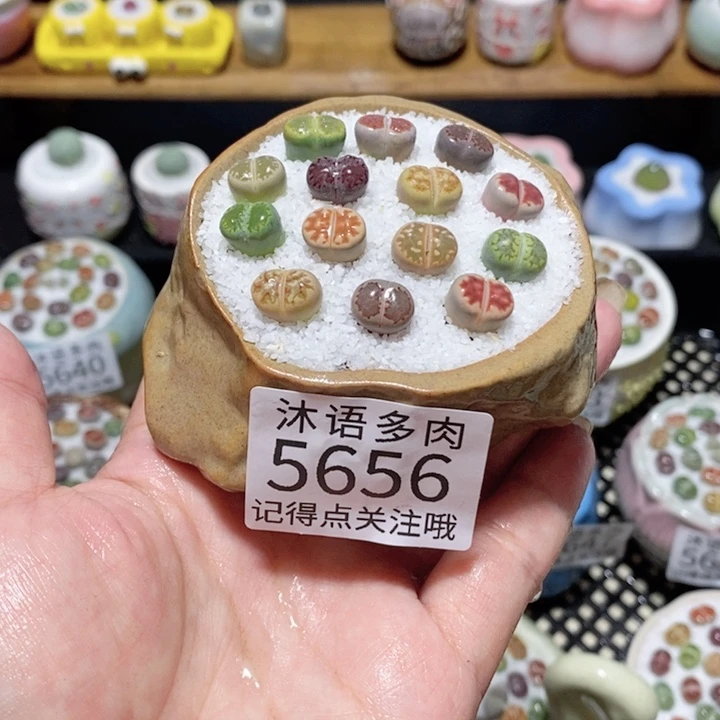带盆土植物 一物一拍5656
