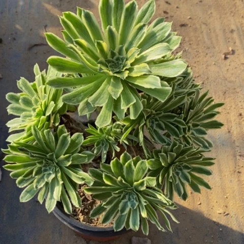 碧浪多肉植物2053