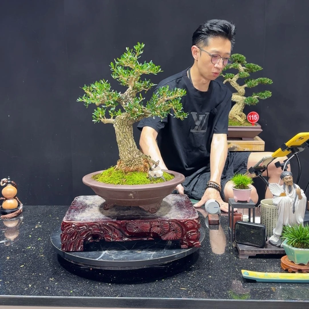 无花朵黄杨室内室外盆景艺术