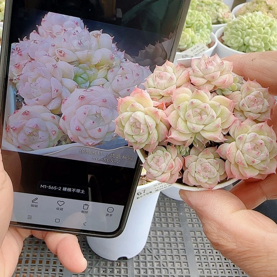 1122-69（m1-565-2）优选