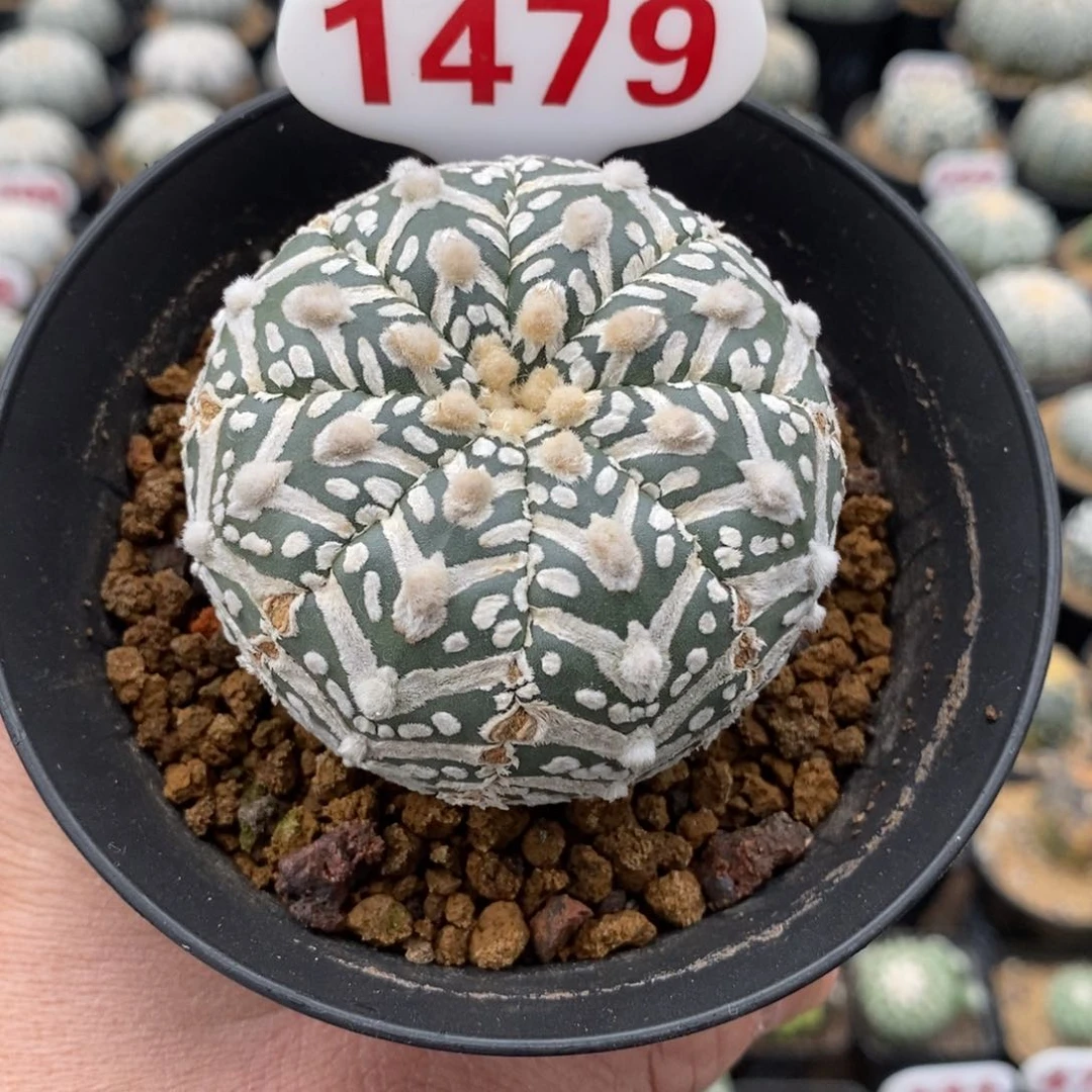 1479浓白v福利系列