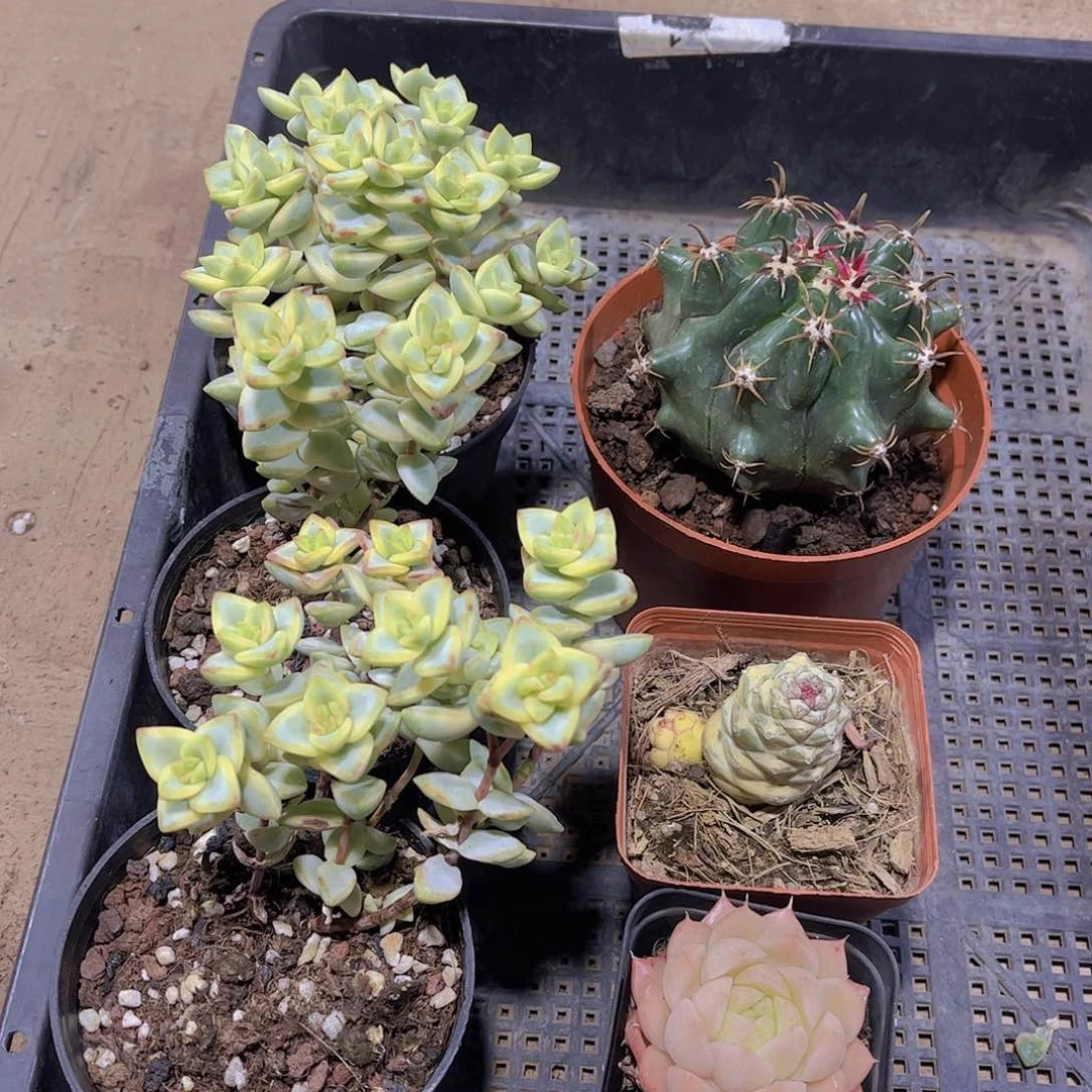 多肉339多肉植物