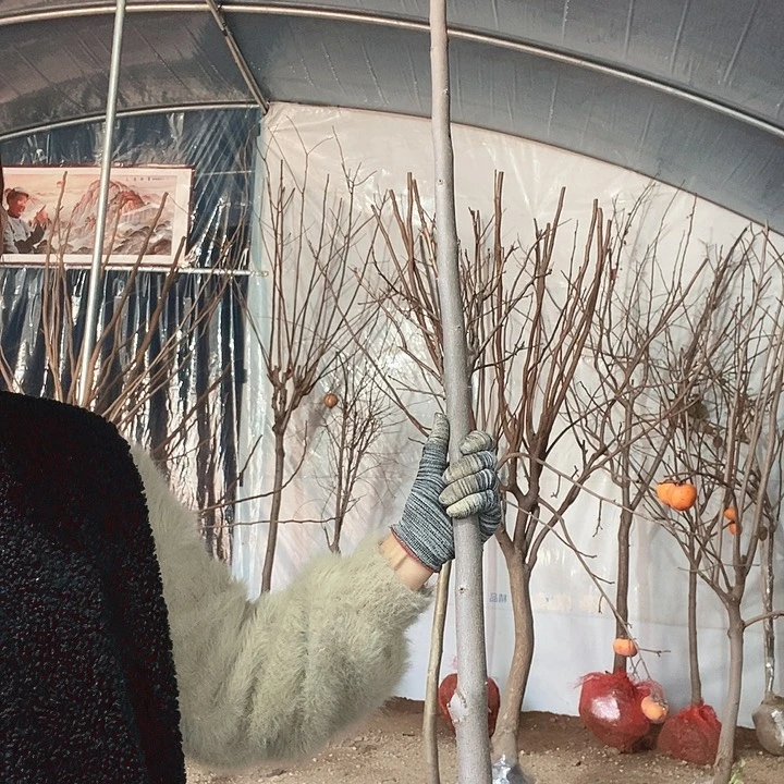 完全开放火罐柿子