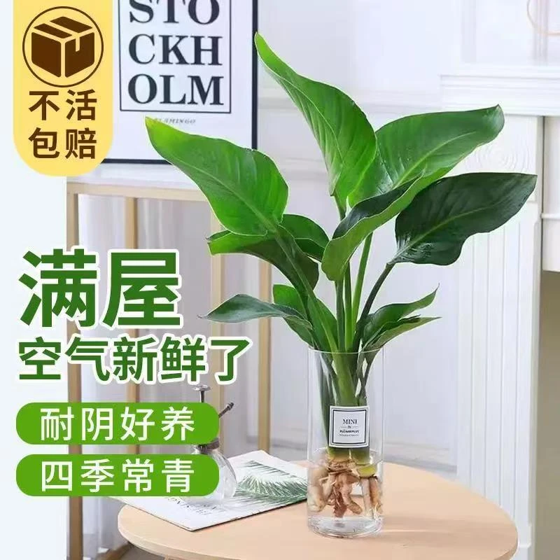 水培天堂鸟2株高40-50CM室内绿植盆栽桌面装饰极简实拍图2大肚瓶