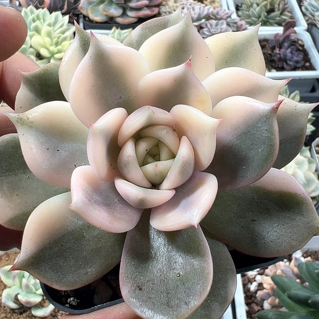 贝加尔湖锦 小方花圃一物一拍