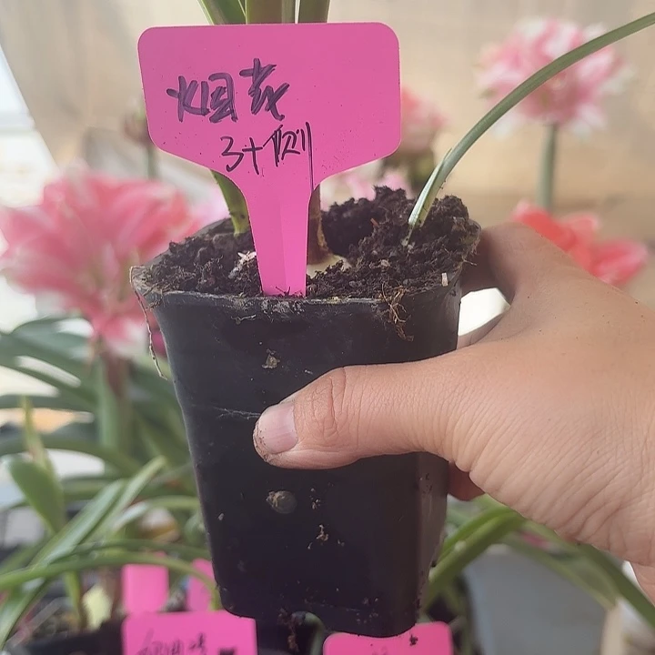 无花朵烟 花朱顶红直径3加侧