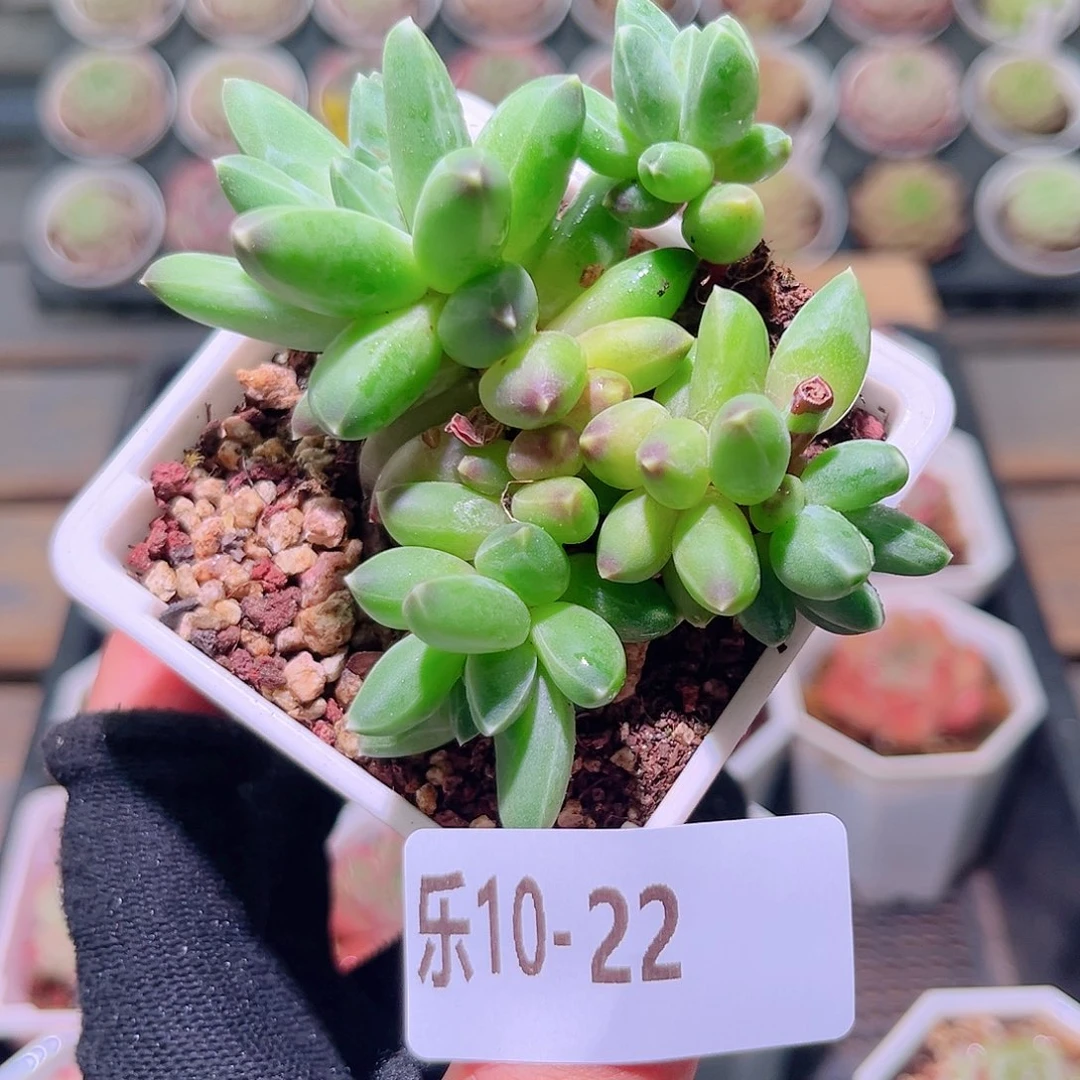 乐然10-22 千代田之松