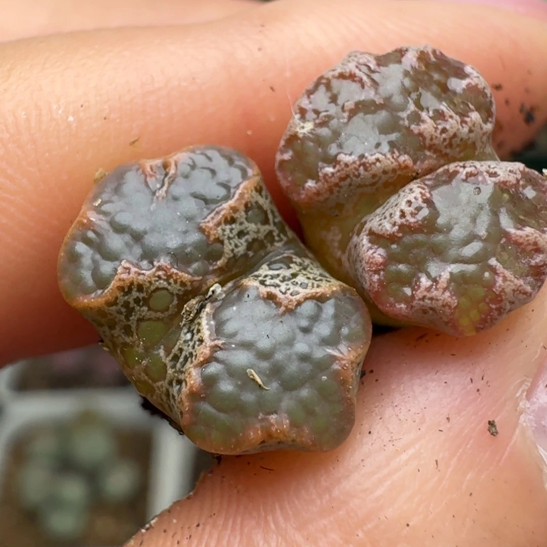 ?**树71两颗000000000000000