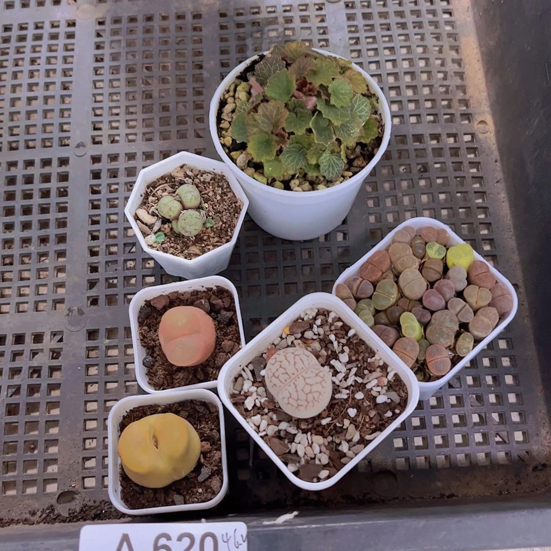 多肉620多肉植物，