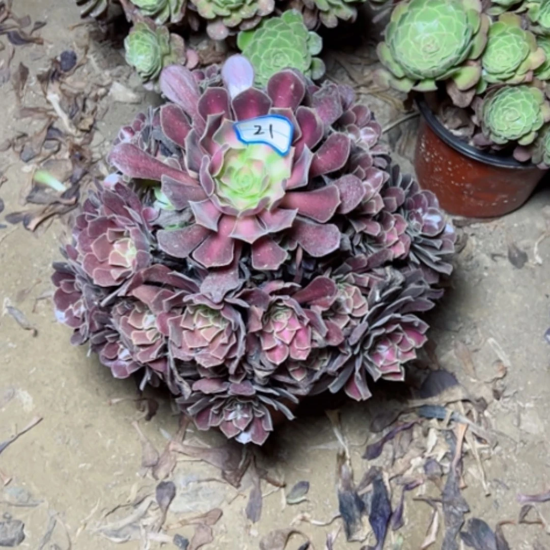 【闪购商品】花纳21