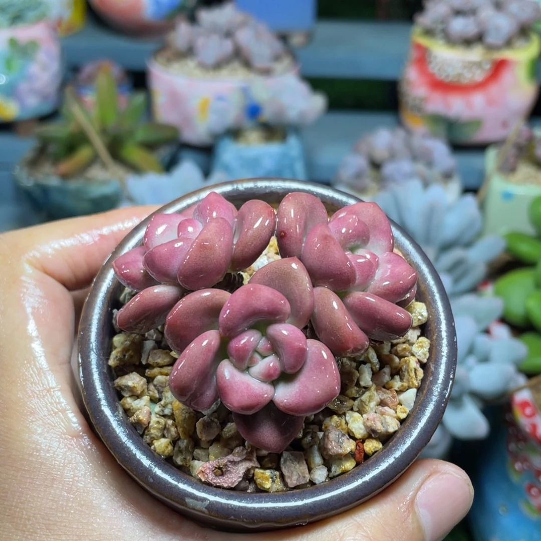 知否小老桩多肉植物