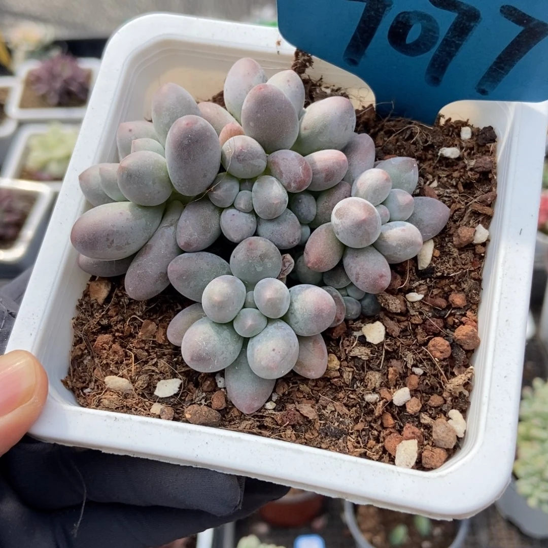 7077汤圆多肉植物