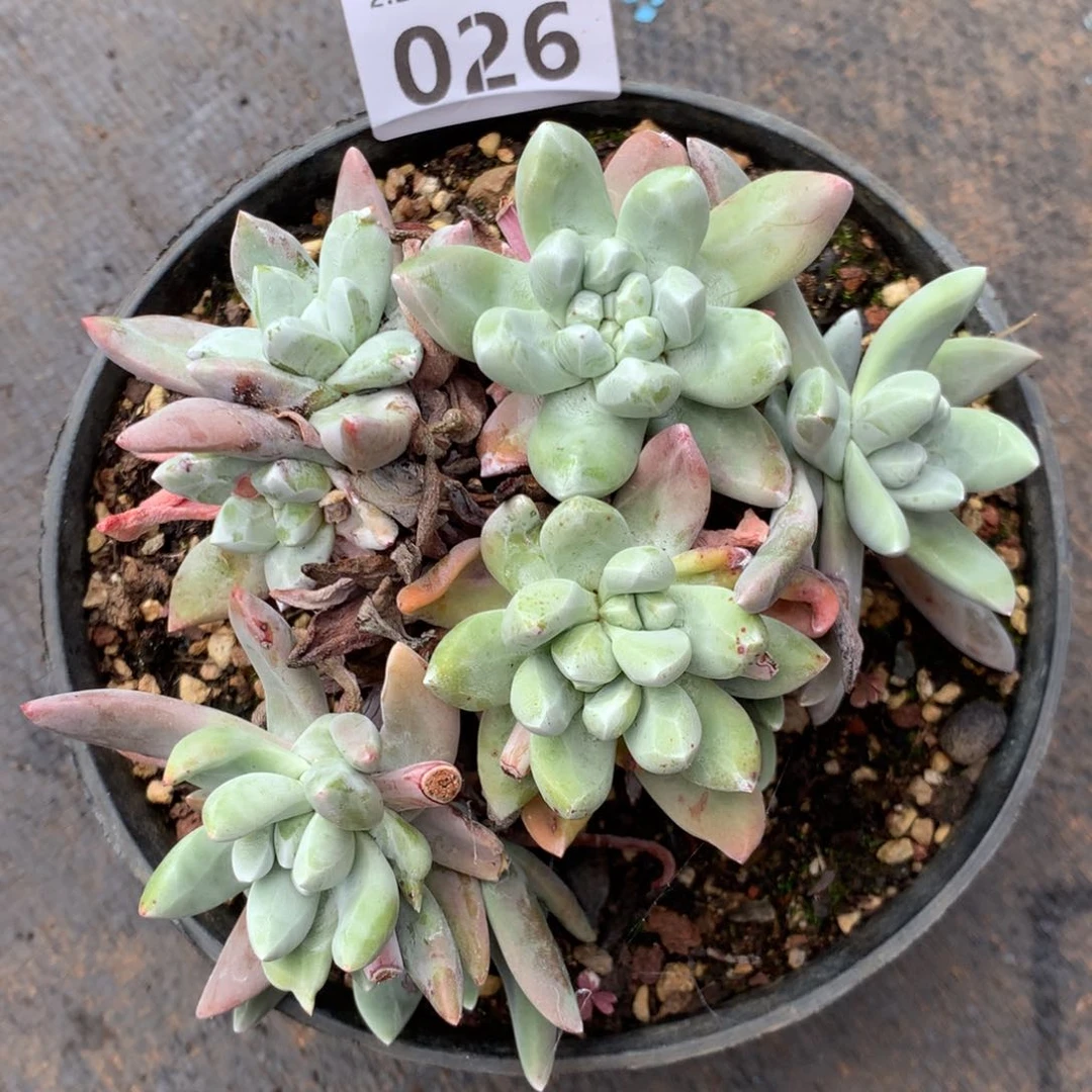 用****6格瑞内杂拇指026多肉植物