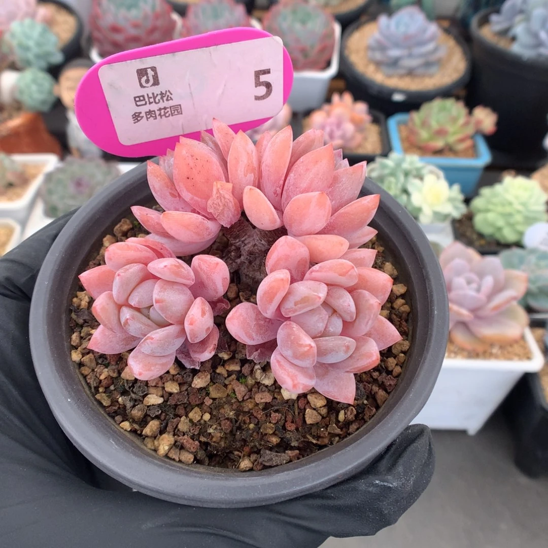5 老桩梦之雪多肉多肉