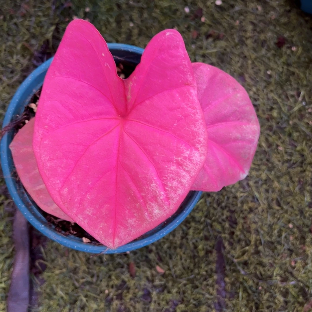 无花朵小可爱水蜜桃