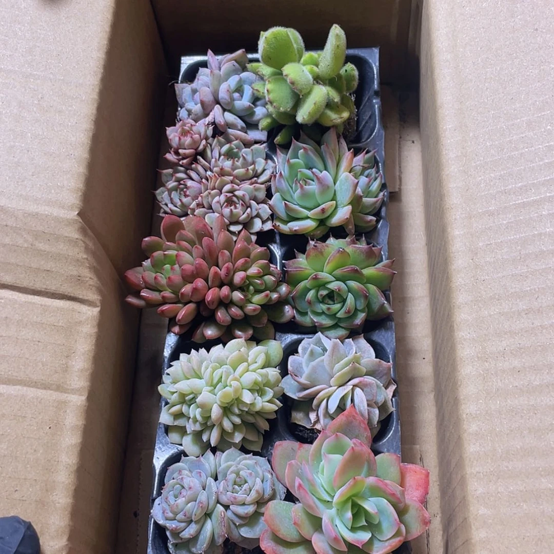 【闪购商品】10颗-3