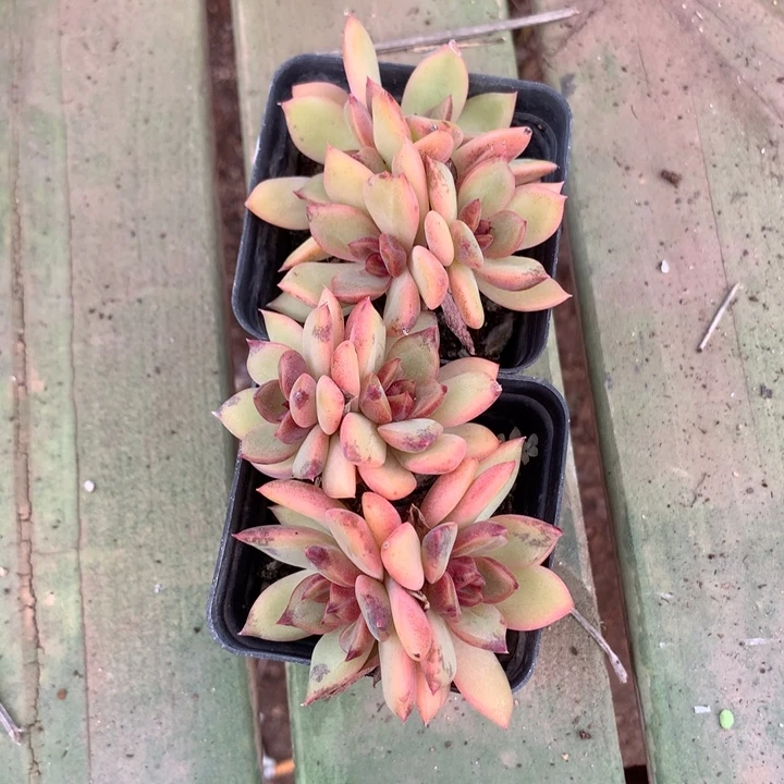 往***！舒婷俩个多肉植物，记得好评