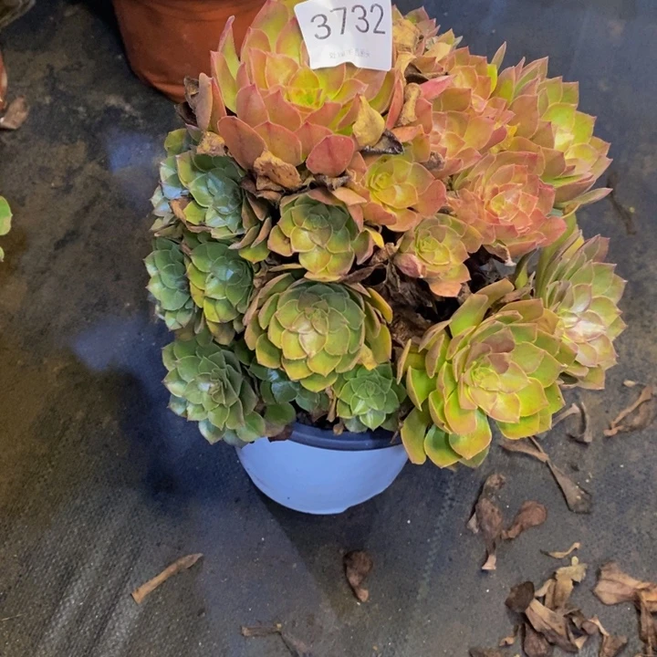 桃花石多肉断头不包3732