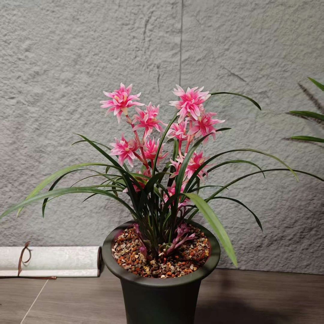 【凤鸣九天】名贵奇花 稀有 高端兰花 浓香 花期长