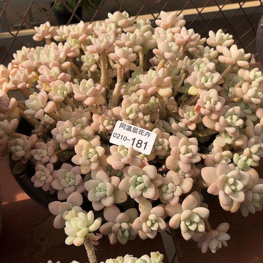 .****?同温层多肉洛神181